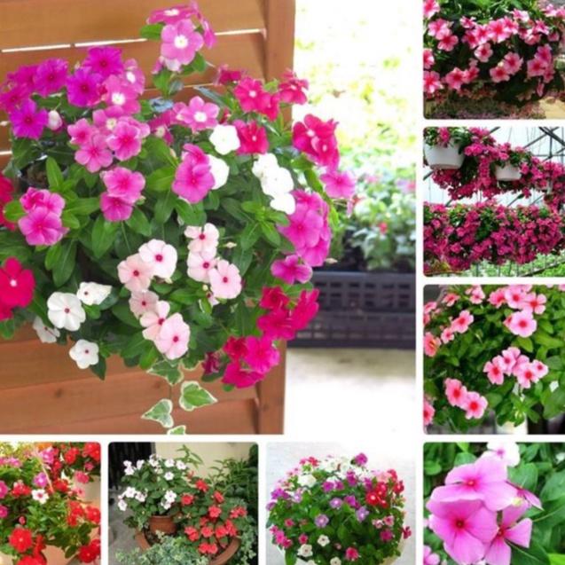 Combo 2 gói Hạt giống hoa dừa cạn lùn mix màu/gói 50 hạt