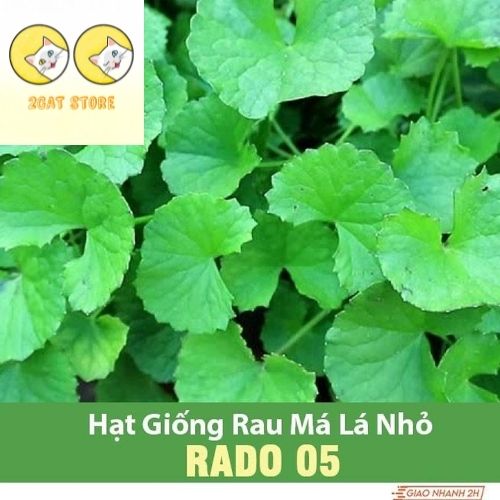 Hạt Giống Rau Má Lá Nhỏ RADO 05- 1gr Dạng lá nhỏ, là dòng rau má đồng chọn lọc tự nhiên, chất lượng ăn ngon TH 30-35