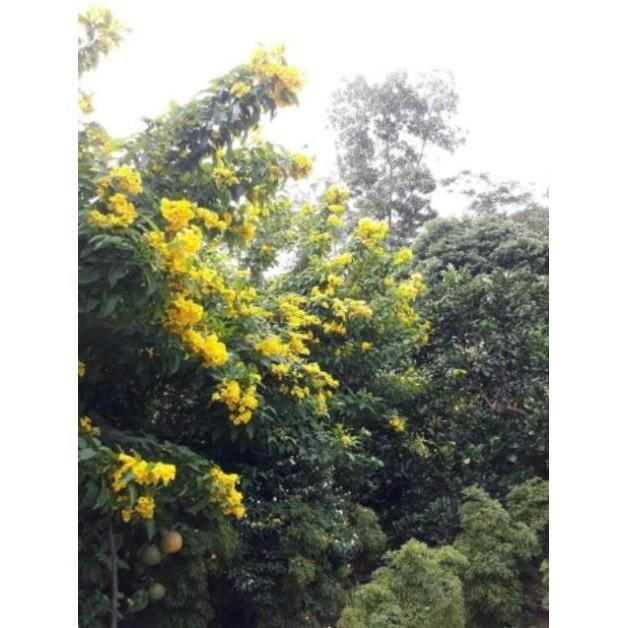 Combo 2 cây giống chuông vàng siêu đẹp - Đơn hàng thanh toán trước tặng 1 cây cùng loại
