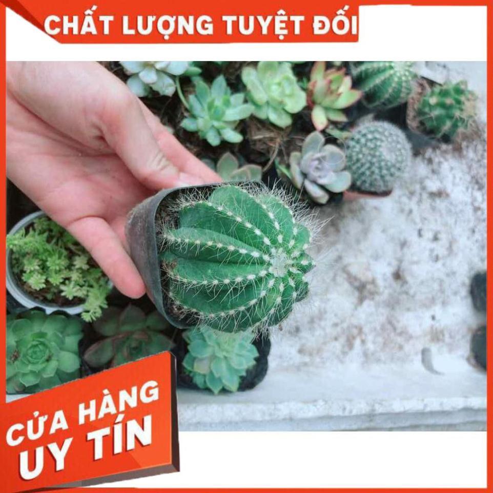 Xương rồng khế Nhiều Người Mua