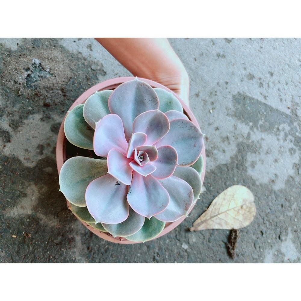 Chậu Sen Đá Hồng Tâm