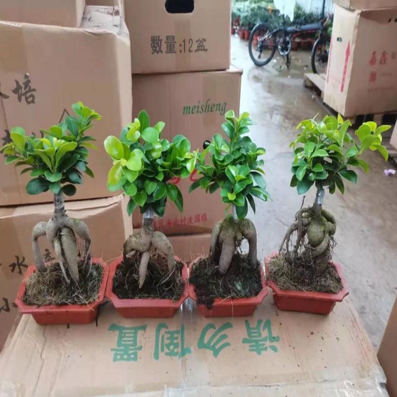 Cây Bonsai Si Nhật - cây cảnh bonsai - cây cảnh để bàn