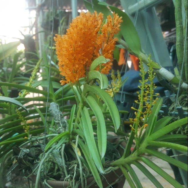 Phong lan hỏa hoàng cam