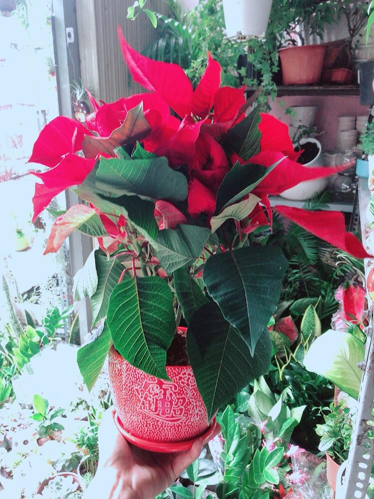 Chậu Cây Trạng Nguyên