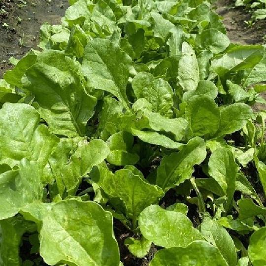 Combo 3 gói hạt giống rau cải bó xôi - rau chân vịt dể trồng f1-gói 20 gram-tặng kèm gói phân bón lót