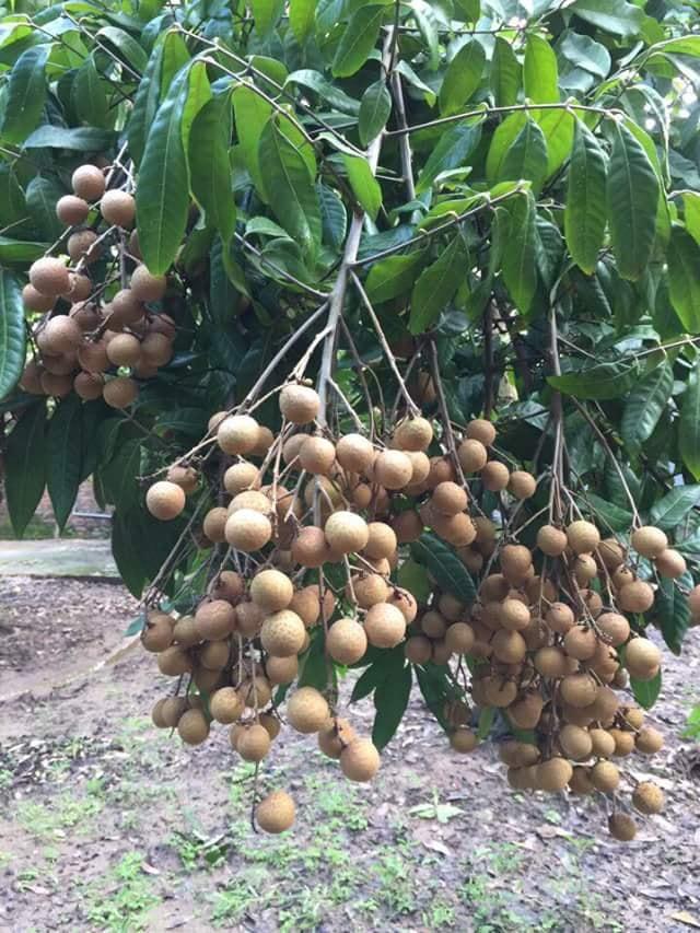 Nhãn lùn thái lan, cây nhãn lùn thái lan, cây siêu lùn quả chùm ra quả quanh năm cam kết chất lượng