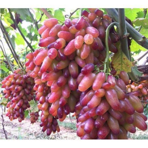 Cây Giống Nho, Chống Chịu Tốt, Cho Năng Suất Cao, Dễ Trồng