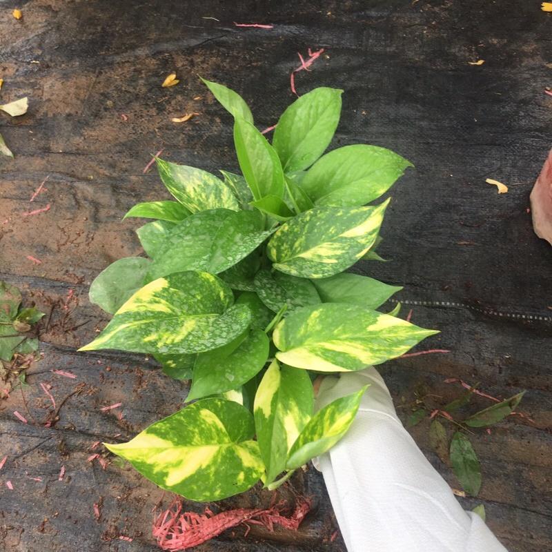 Vạn Liên Thanh cây cực xum như hình