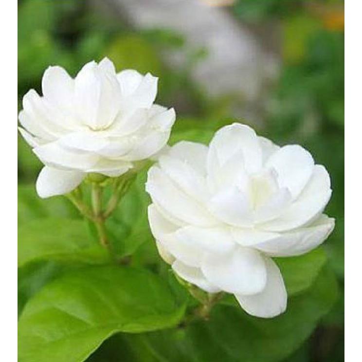 Hạt giống hoa nhài trắng 10 hạt/gói - kèm 3 viên nén ươm hạt