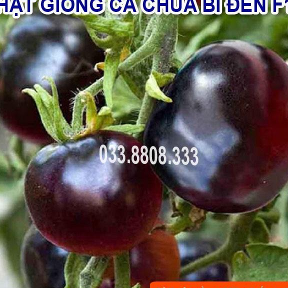 Hạt giống cà chua bi đen - quả to đẹp