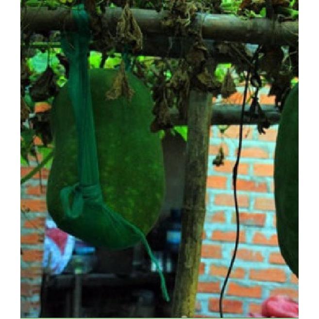 Combo 2 gói Hạt Giống Bí Đao Khổng Lồ- Gói 5 hạt-tặng kèm gói phân bón lót