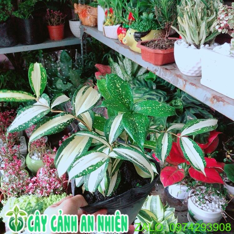 Trúc Nhật Nữ Hoàng