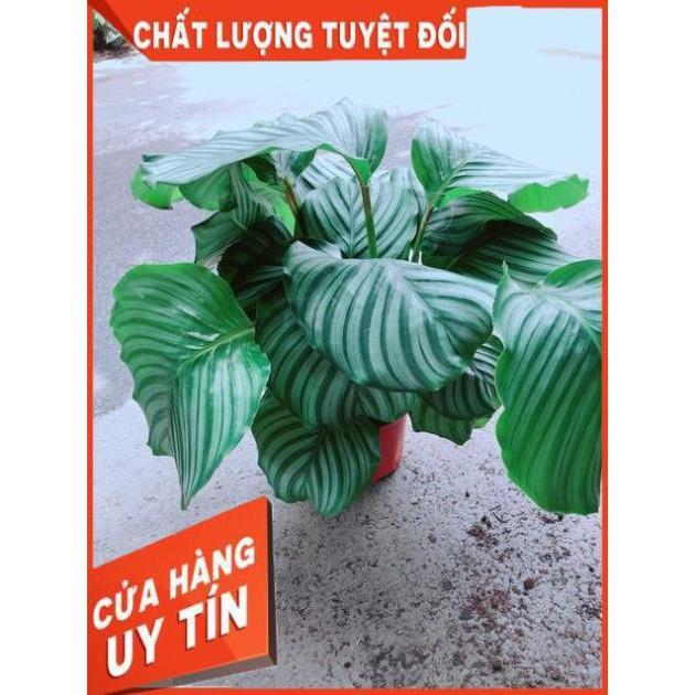 Đuôi Công Táo Xanh