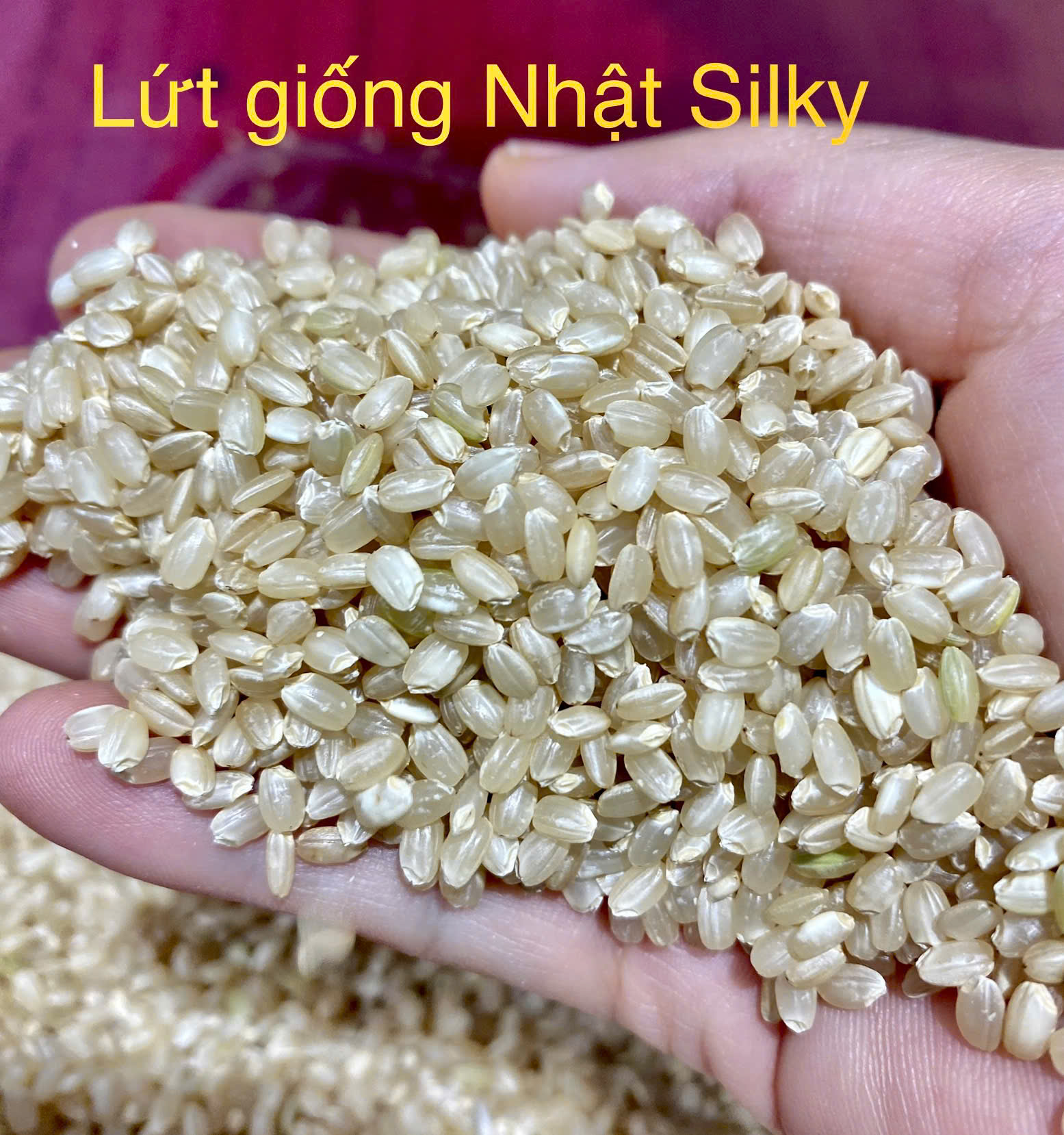 GẠO LỨT MỀM GIỐNG NHẬT MANPUKU MARU - LỨT SILKY