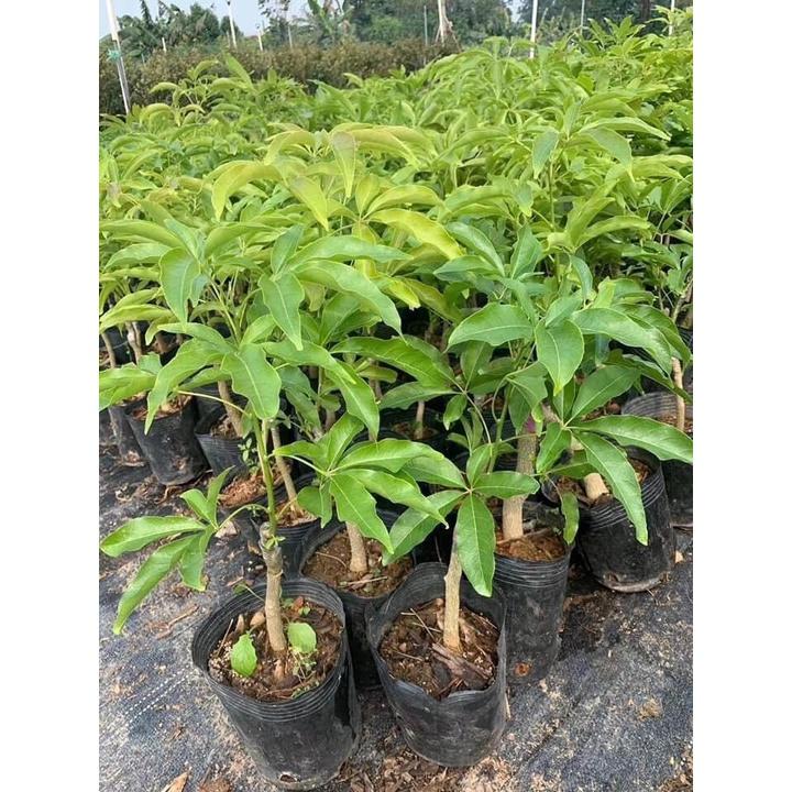 Cây giống BÁNH KEM , quả ăn hương vị như bánh kem