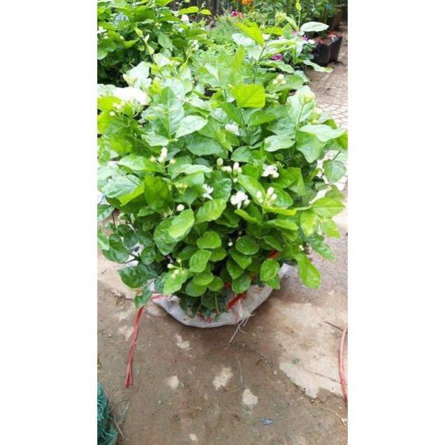 Hoa nhài khóm to sẵn hoa