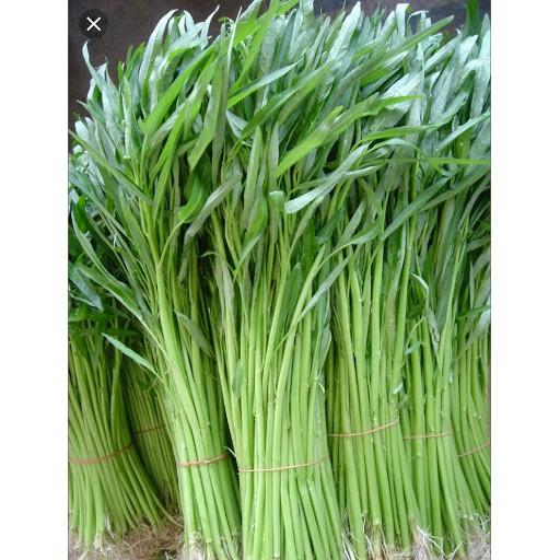Combo 3 gói hạt giống rau muống cao sản