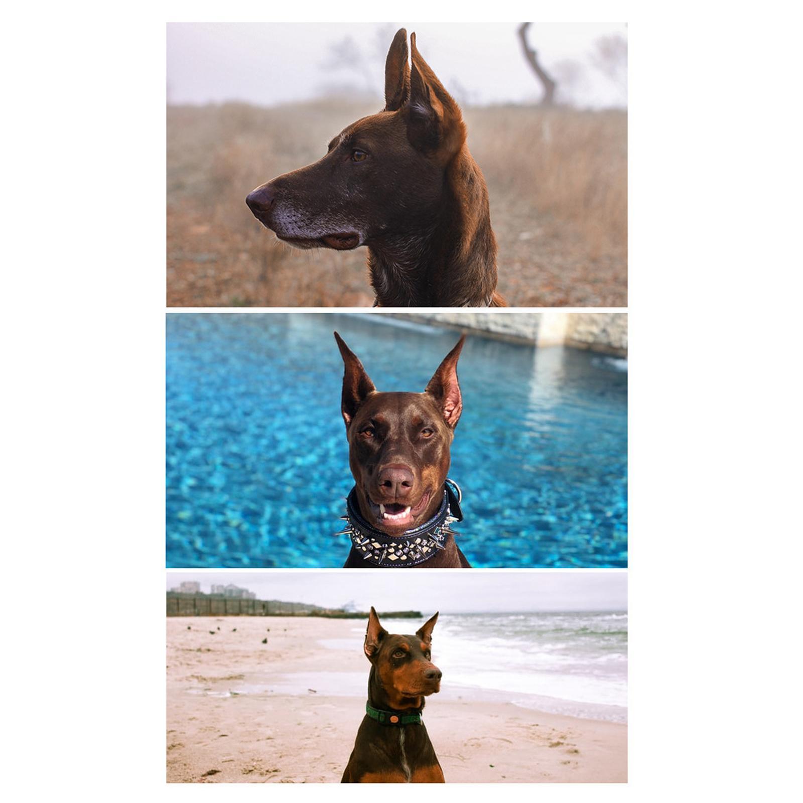 2xDog Ear Stand up Sticker Medium Large Dog Ear Corrector German Shepherd