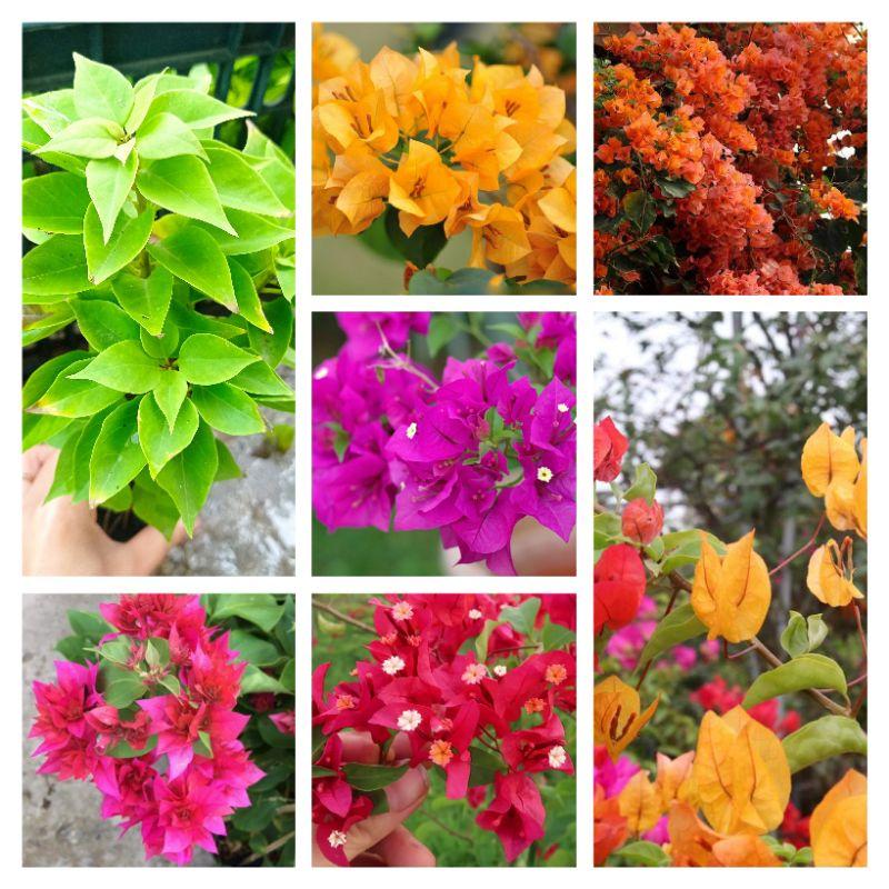Giấy Thái mix nhiều màu