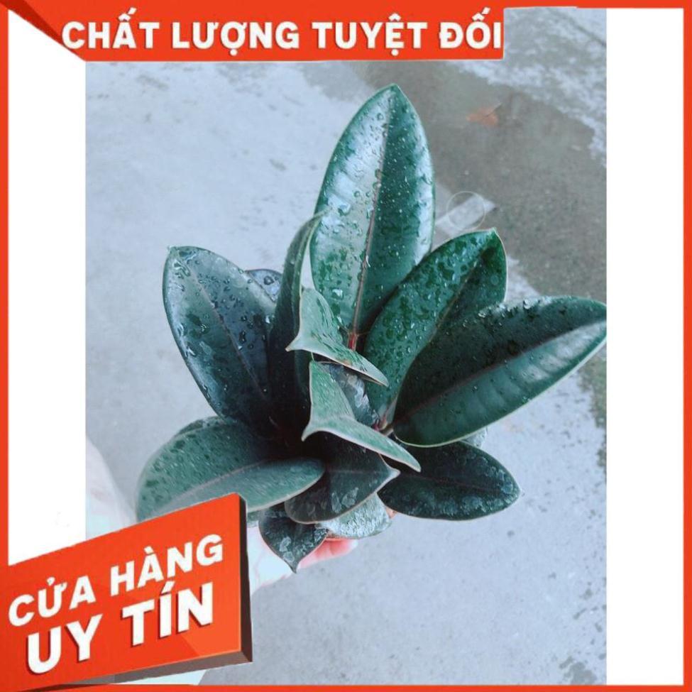 Cây Búp Đa Đỏ