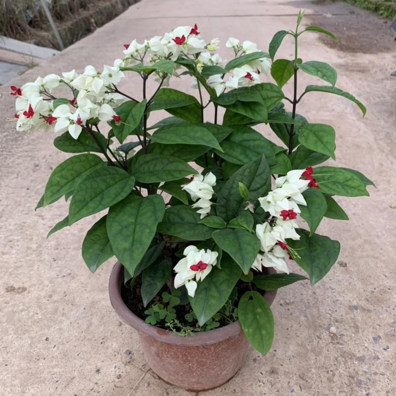 Cây ngọc nữ trồng chậu nhựa cao 25-30cm, cây hoa nở quanh năm, phát triển cực tốt, trồng trang trí sân vườn và ban công