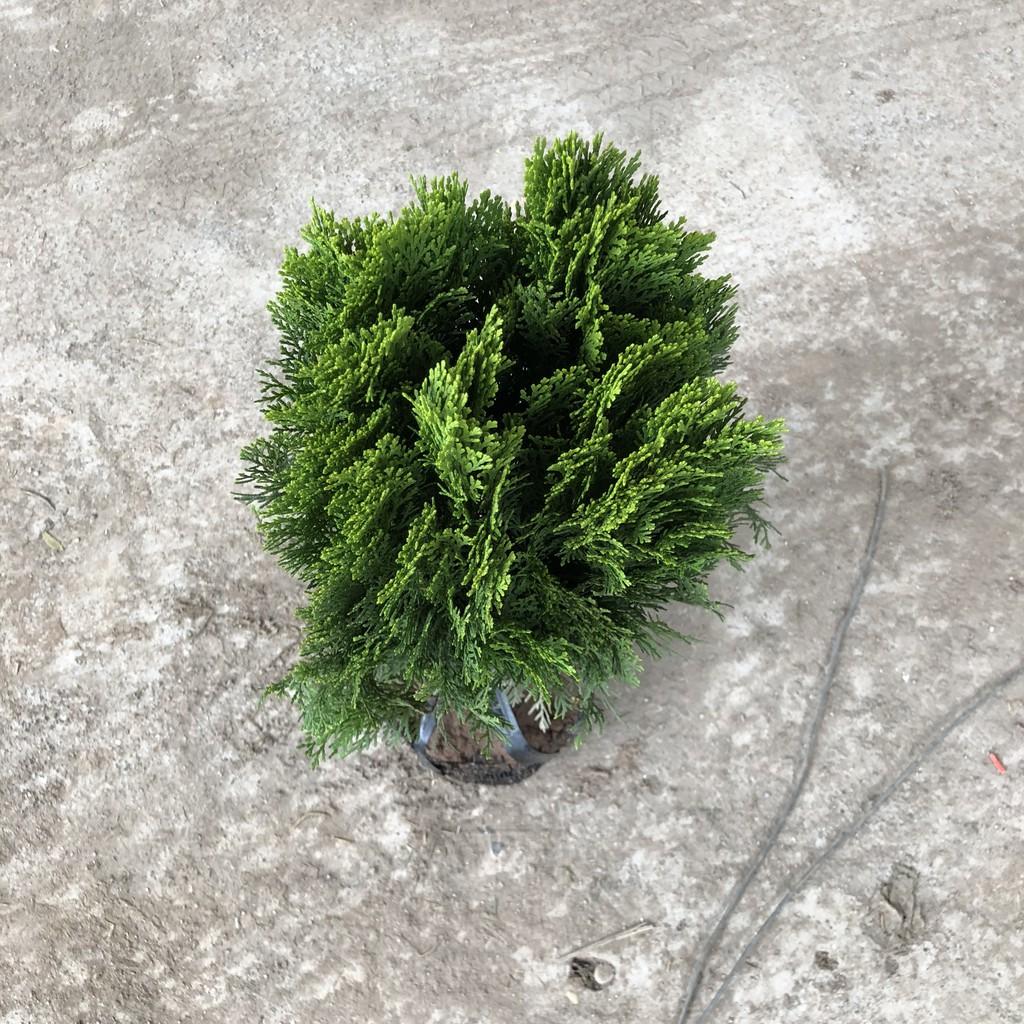 Cây trắc bách diệp, chiều cao 30-35cm tán tròn sum suê mùi hương dễ chịu, thích hợp trang trí đường đi, sân vườn