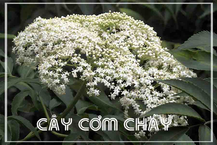 Cây Cơm Cháy khô sạch đóng gói 1kg