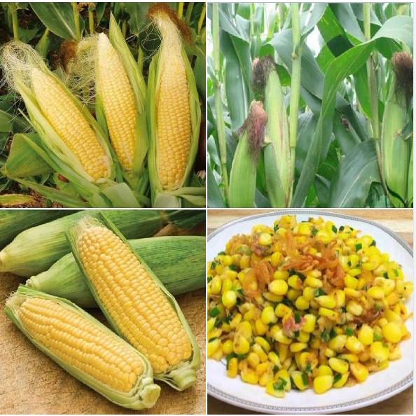 Hạt giống bắp siêu ngọt vàng gói 50gram