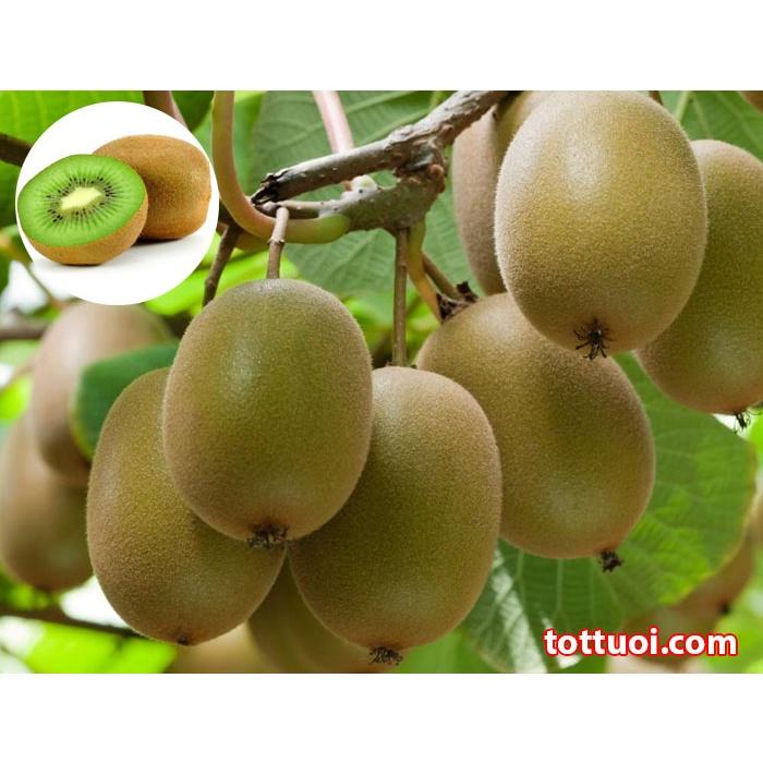 Hạt giống cây ăn trái kiwi CT297 - Gói 30 hạt