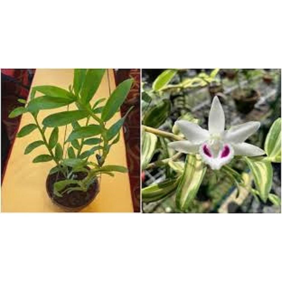 Cốc phi điệp 5 cánh trắng NGƯỜI ĐẸP BÌNH DƯƠNG - hàng gieo hạt - hoa xổ số - hoa siêu đẹp giá rẻ