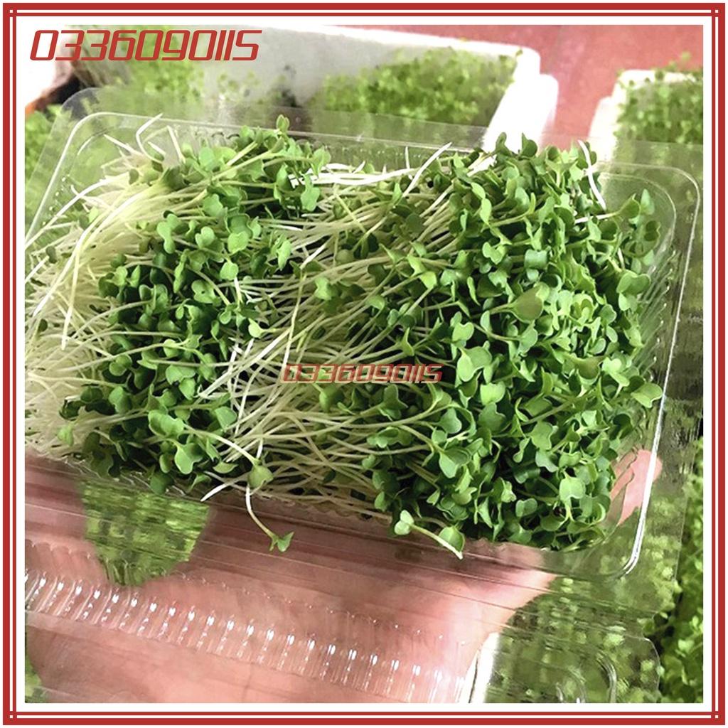 50g Hạt rau mầm rau cải ngọt Xanh - Hạt chất lượng tuyển chọn loại 1