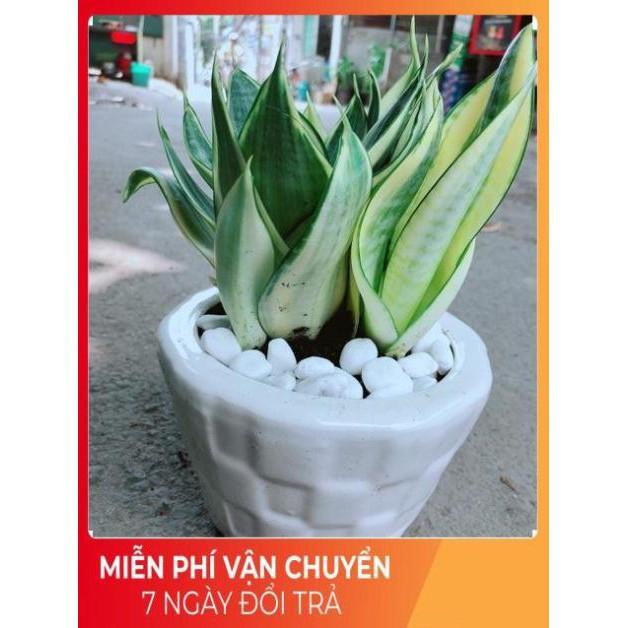 Chậu Lưỡi Hổ Thái Vàng