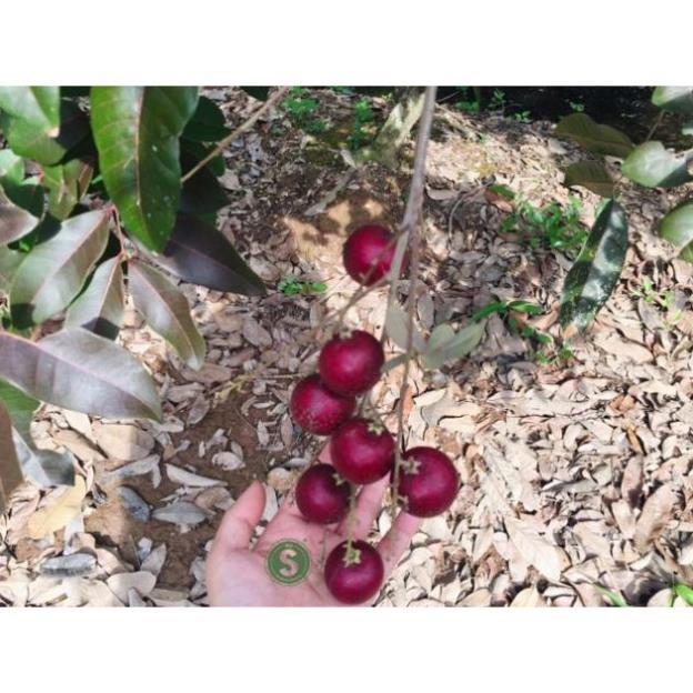 Cây Nhãn Tím THÁI LAN