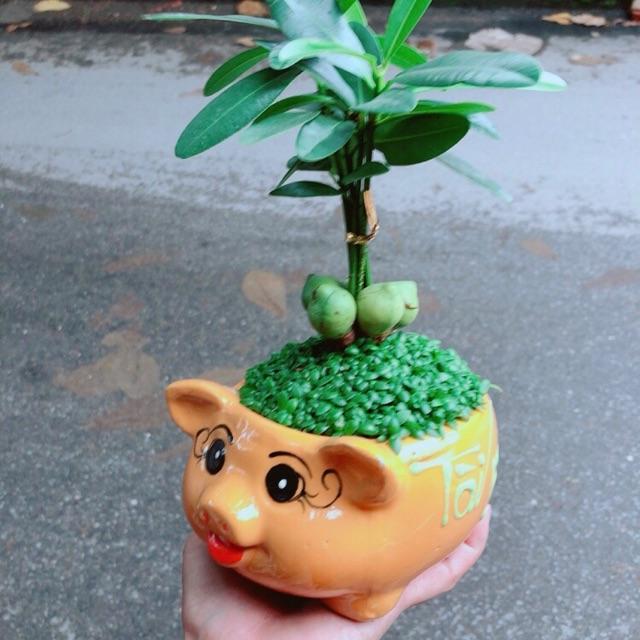 Chậu Cây May Mắn Tài Lộc
