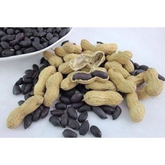 CHUẨN - Hạt giống lạc đen Kokuma