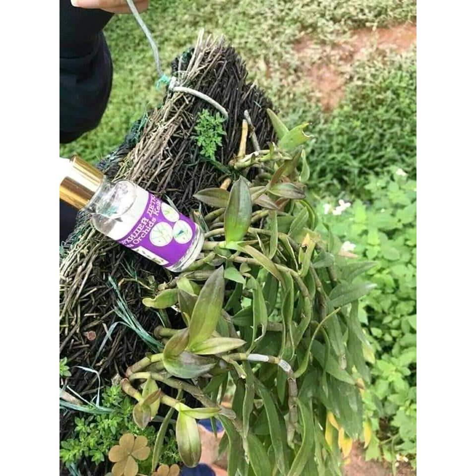 THuốc kích mầm, kích chồi keiki Cachiusa - loại bôi trực tiếp