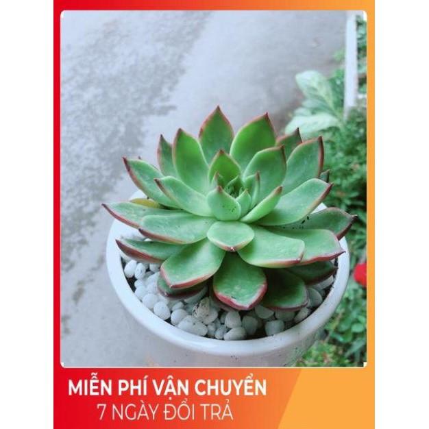 Chậu Sen Đá Viền Đỏ