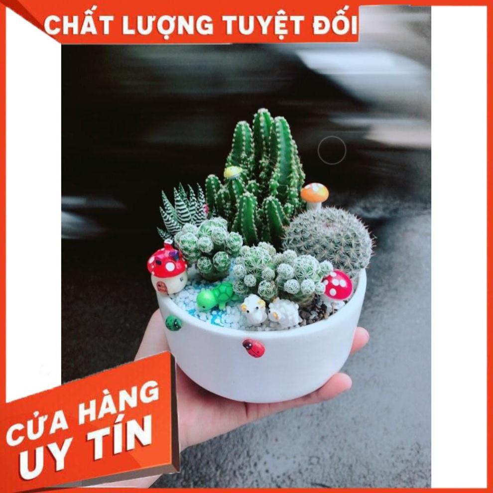 Chậu xương rồng tiểu cảnh Nhiều Người Mua