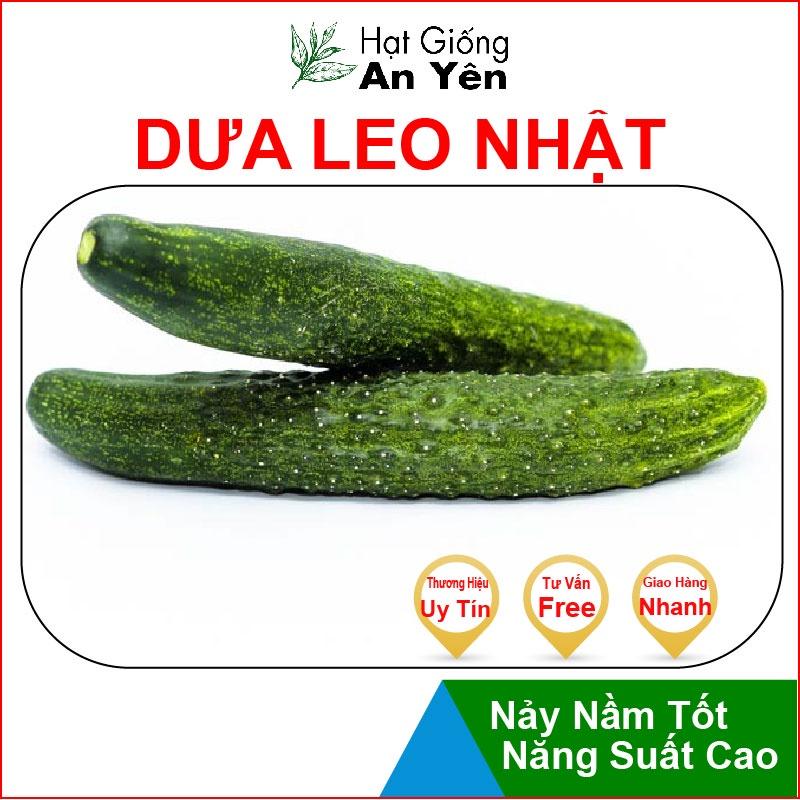 Hạt giống Dưa Leo Nhật thu hoạch sớm, dễ trồng, nảy mầm cao, sinh trưởng khoẻ