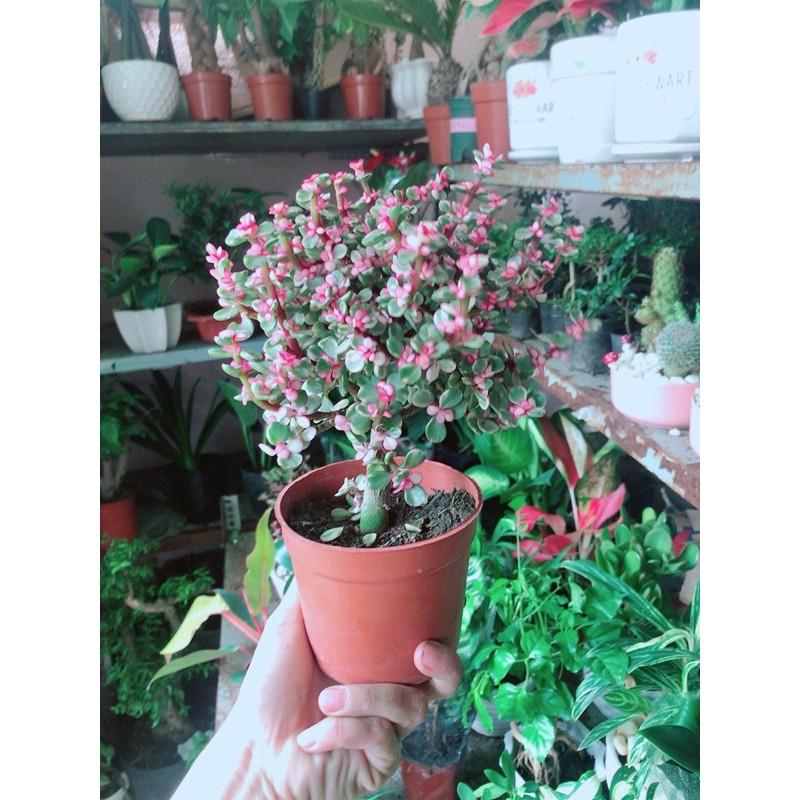 Chậu Cây Đô La Cổ Thụ