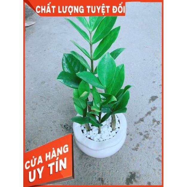 Chậu Kim Tiền Thái