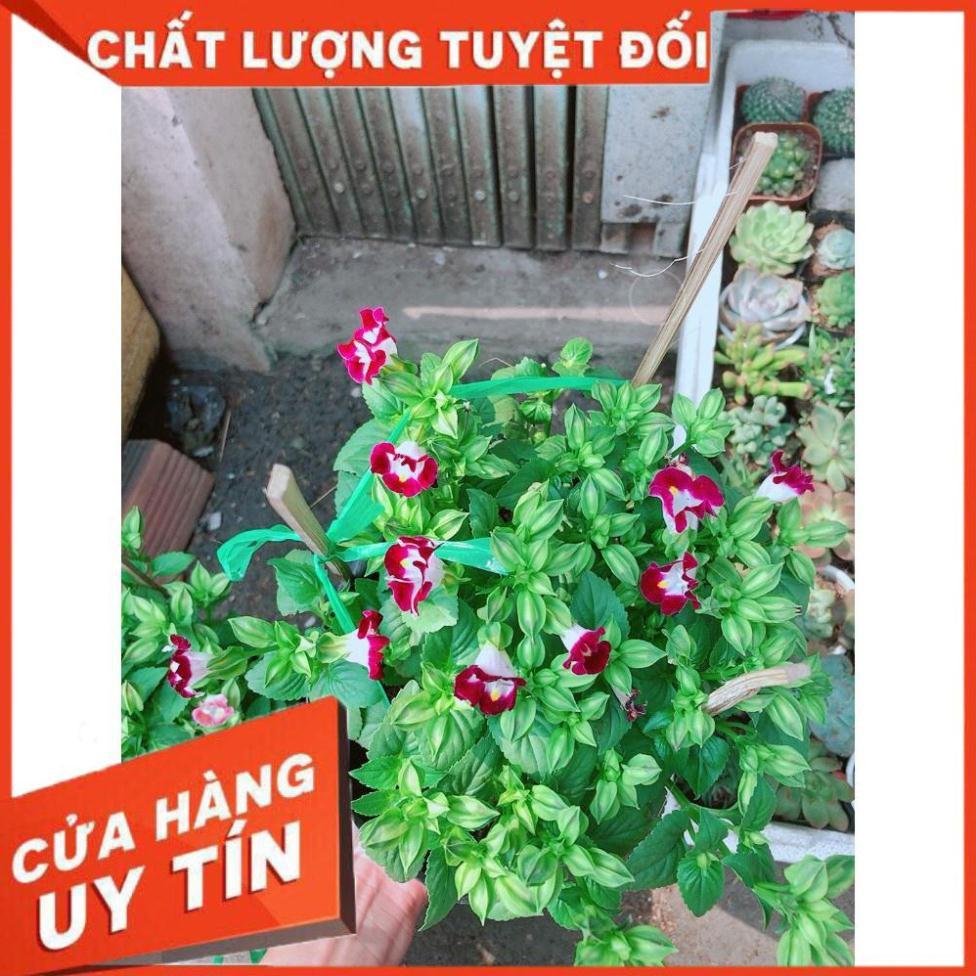 Hoa Ban Sê Đỏ