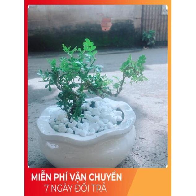 Chậu Cây Cần Thăng