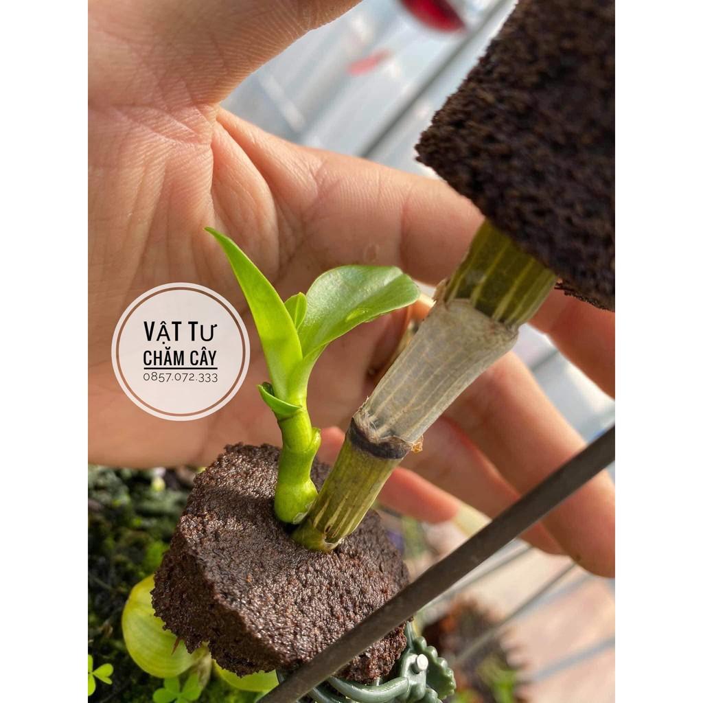 Mút Hữu Cơ Ươm Kie - Tạo Độ Ẩm - Kích Rễ Lan
