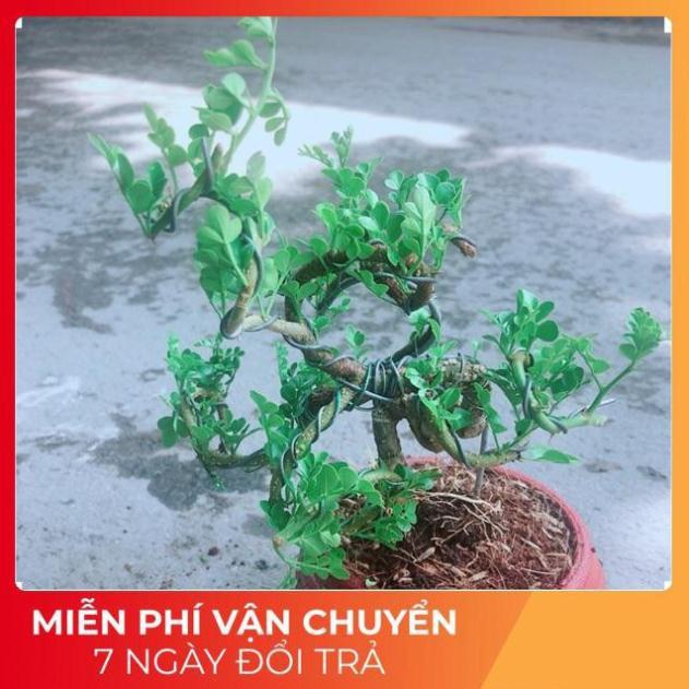 Chậu Cây Cần Thăng