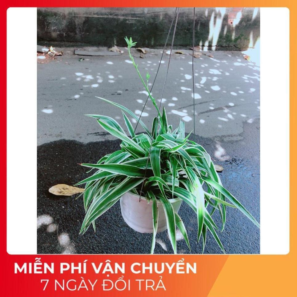 Chậu Lan Chi