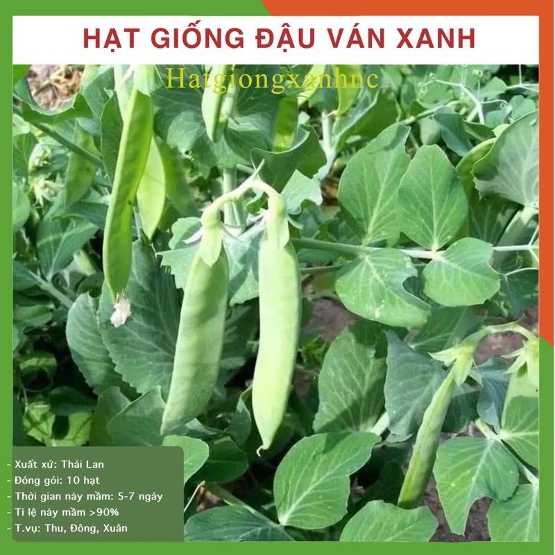 Hạt giống đậu ván xanh F1, gói 10 hạt - Tỷ lệ này mầm cao, rau củ quả trồng ban công, sân thượng