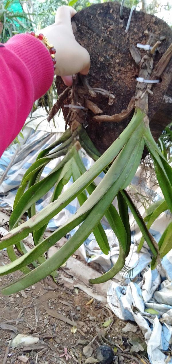 Hoa phong lan đuôi chồn cam kết chất lượng