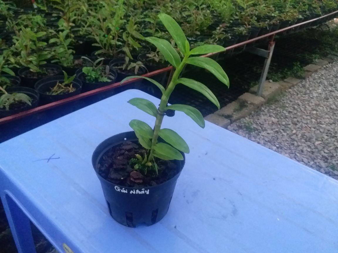 CHẬU HOA LAN PHI ĐIỆP 5CT GÁI NHẢY THÂN THỦ QUA ĐẸP cây cực đẹp