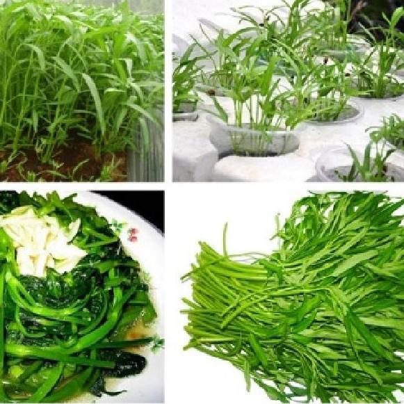 Combo 9 gói hạt giống rau cải đủ loại – Tặng 1 phân bón